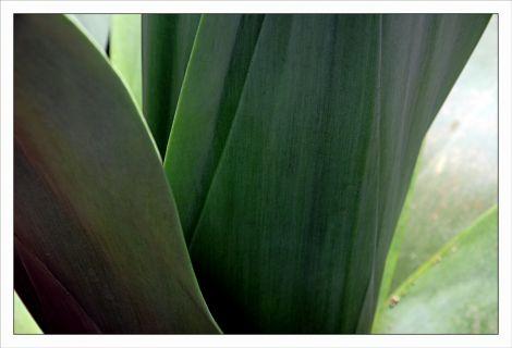 Philippe Ibars Agaves IBA_2008.jpg