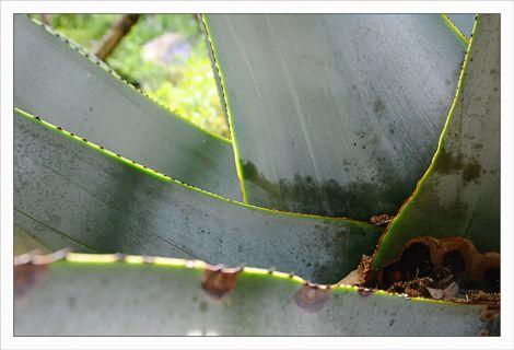 Philippe Ibars Agaves IBA_1723.jpg