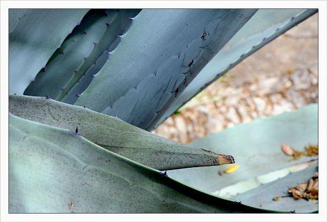 Philippe Ibars Agaves IBA_1751.jpg