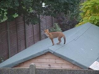 Fox (urban) Trotter