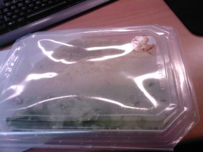 20100528 home maid 01 piadina (ChrisoScope) 20100528 home maid 01 piadina Home maid : encore au rodage? (ChrisoScope)