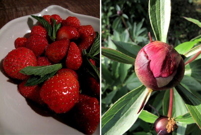 Compotée ensoleillée