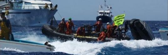 Thon rouge : des militants de Greenpeace violemment agressés en mer par les thoniers français