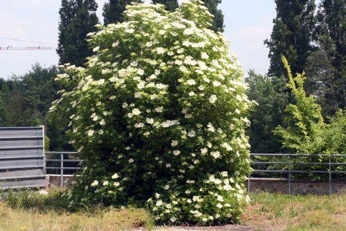 nigra romi 28 mai 001.jpg