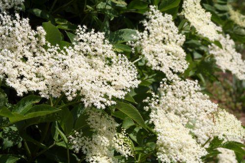 nigra fl romi 28 mai 007.jpg