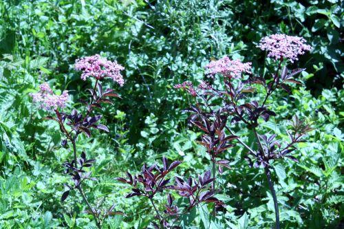 thunder romi 4 juin 063.jpg