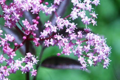 thunder fl romi 4 juin 079.jpg