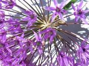 PARASOL Transats sont sortisLa grande 'baignoire'...