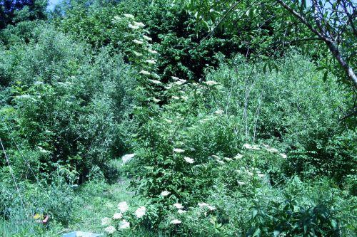 viridis alb romi 4 juin 049.jpg