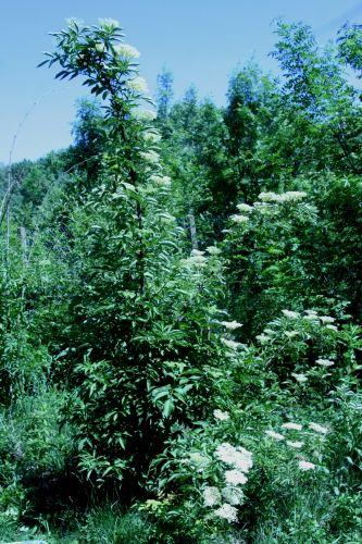 viridis romi 4 juin 044.jpg