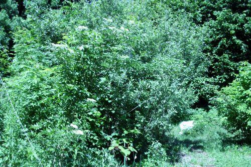 albida romi 4 juin 050.jpg