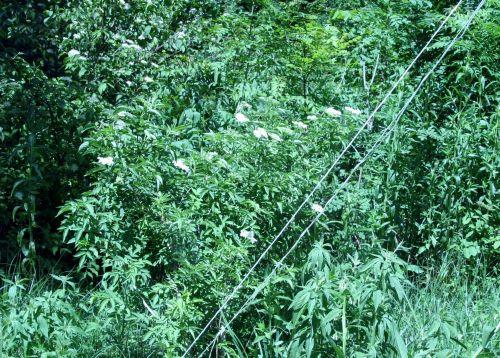 cae romi 4 juin 053.jpg