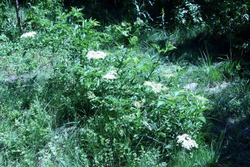 fructo romi 4 juin 055.jpg