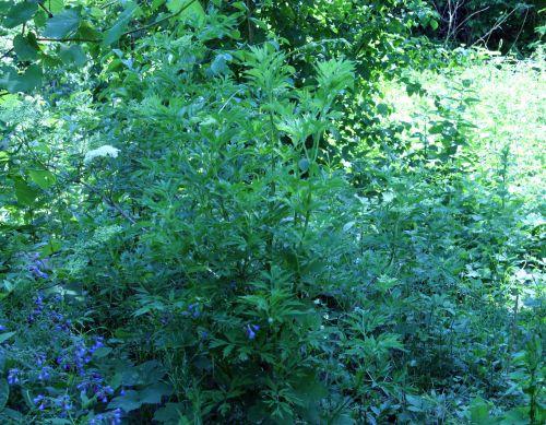 urban lace romi 4 juin 060.jpg