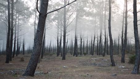 No words, stills only