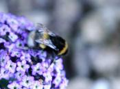 réanimation bourdon