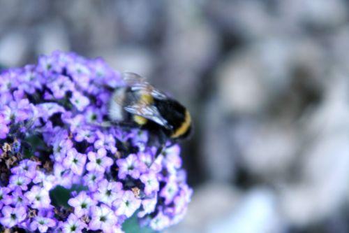 bourdon romi 29 mai 001.jpg