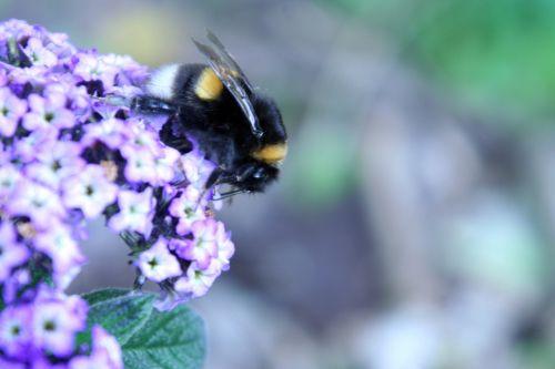 bourdon romi 29 mai 003.jpg