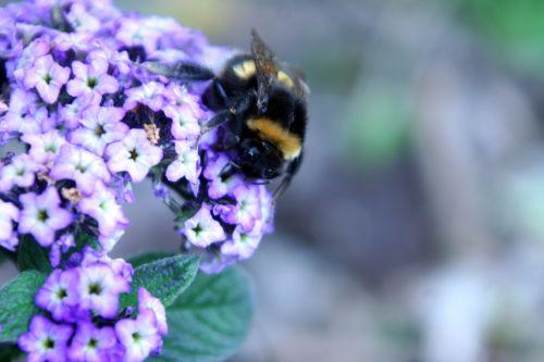 bourdon romi 29 mai 005.jpg