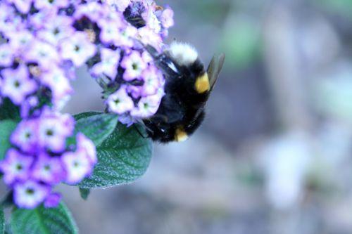 bourdon romi 29 mai 007.jpg