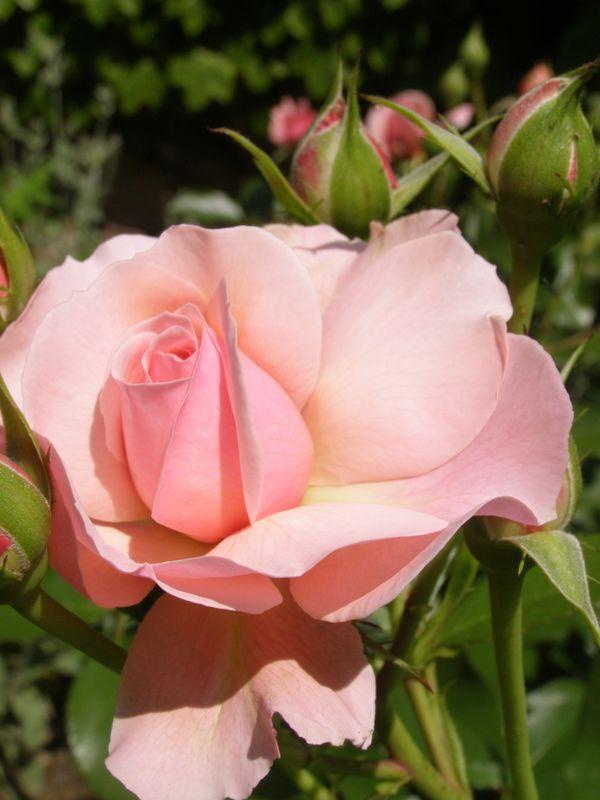 Rose (Rainer Maria Rilke)