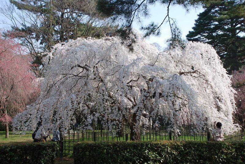 Cerisier (Guillevic)