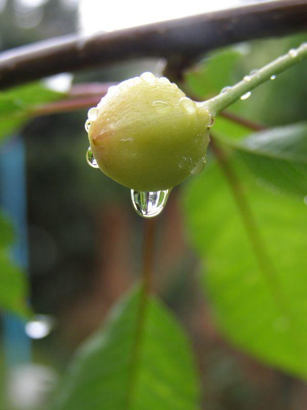 J’ai été (Taliesin Barde celtique)