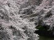 Fond écran cerisier fleur Japon