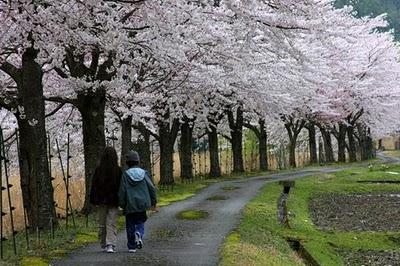 Fond écran de cerisier en fleur et du Japon