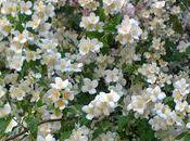 brassée fleurs, cette matinée d'orage....