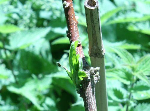 edgew romi 4 juin 029.jpg