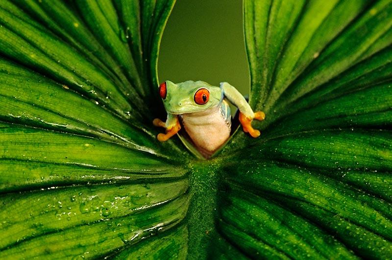 Une rainette aux yeux rouges / Originaire du Nicaragua / Se dit un jour «Faut que j’me bouge / Si j’veux mon nom dans les médias» / Tapie sous une plante grasse / Elle vit passer un photographe / «C’est mon heure», se dit-elle / «L’Agalychnis callidryas / Chante aussi bien que la Callas» / Lissant ses flancs / Clignant de l’oeil / Elle sauta sur une feuille / En l’écartant tel un rideau de scène / Pour faire son show façon Marlène / Mais la rainette / N’était qu’une midinette / Belle, c’est sûr / Mais sans plus de voix ni de talent qu’une chaussure / Le cliché resta donc muet / Et la grenouille, frustrée / Moralité ? / Il ne suffit pas d’être verte pour devenir une vedette ! 