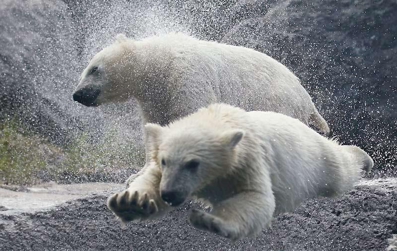 Les deux oursons blancs nés en décembre dernier au zoo sauvage de Saint-Félicien, au Québec, ont été présentés au public, mercredi 2 juin. Le zoo rapporte que les oursons «débordent d'énergie».