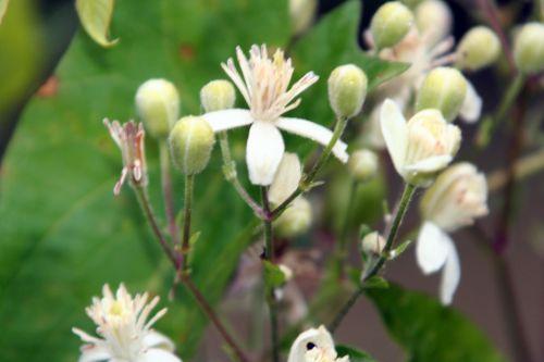 vitalba près 13 juil 065.jpg