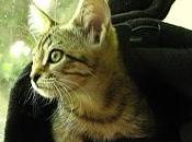 Citoyens RAAAAModestine