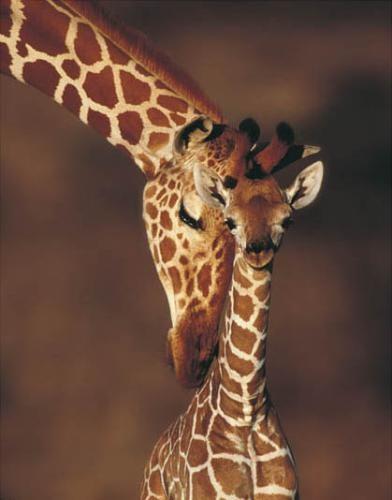 bebe-girafe.jpg
