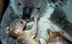 mini2-60311162twin-koalas-china-et-bebe-jpg.jpg
