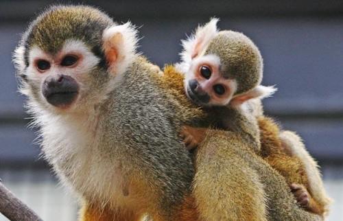 Squirrel-Monkey_1458581i.jpg