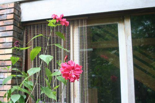 hibiscus 6 juin 002.jpg