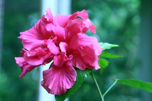 hibiscus 27 mai 002.jpg