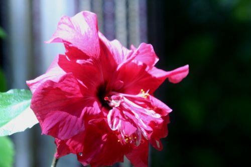 hibiscus 5 juin 001.jpg