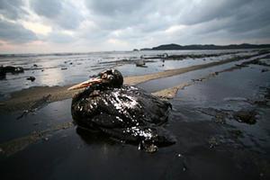 Marée noire en Louisiane : près de 800 animaux mazoutés et déjà morts