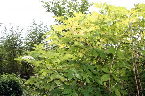 canadensis aurea trif 18 juin 2009.jpg