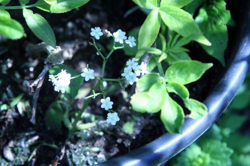 canad boutures romi 23 mai 049.jpg