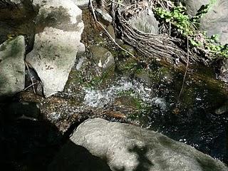 Une excursion dans le bois digne d'un conte de fées!