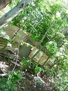 Une excursion dans le bois digne d'un conte de fées!