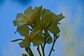 Il manque de botanistes