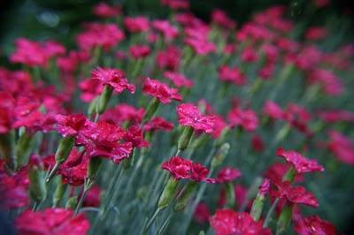 Découverte de la ferme Guyon