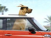 Marmaduke 2eme vidéo film