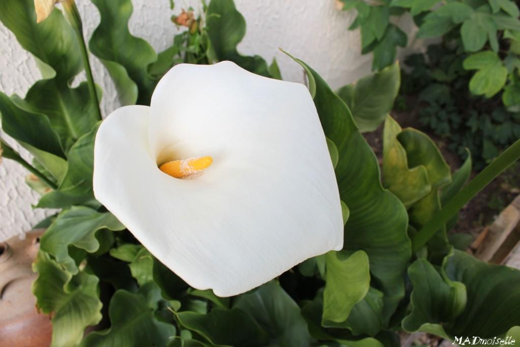 Roses, chèvrefeuille et autres beautés végétales